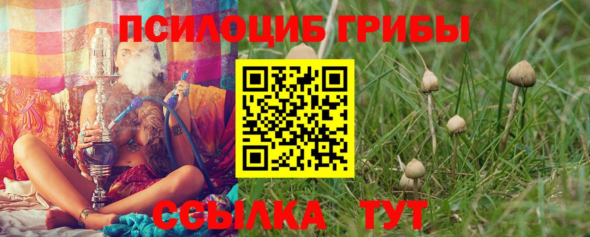 Псилоцибиновые грибы Cubensis  Вход с VPN  Каменск-Уральский 